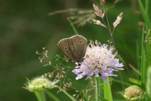 Close up photo of a Ringlet butterfly at Harlaw meadow