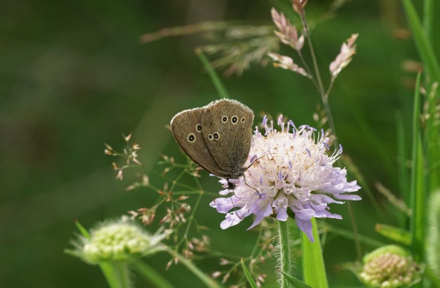 Close up photo of a Ringlet butterfly at Harlaw meadow